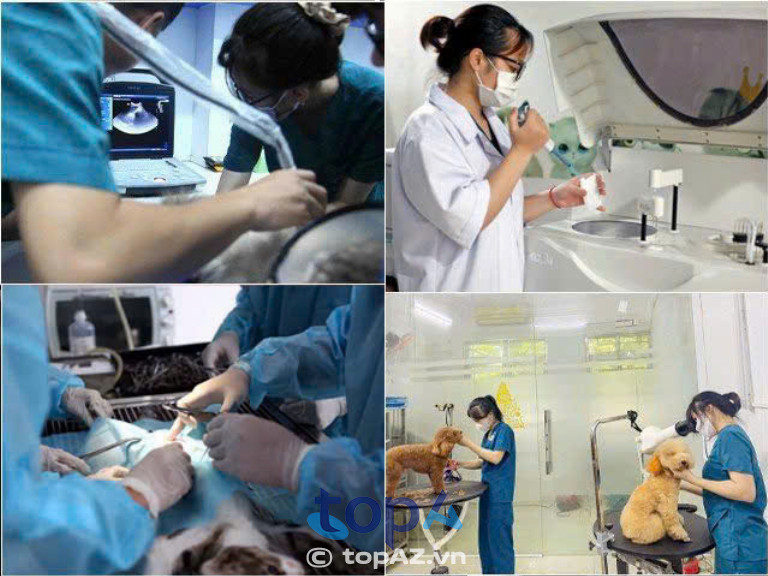 phòng khám thú y Hà Nội phòng khám thú y Hà Nội